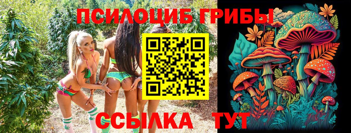 Псилоцибиновые грибы Psilocybe Новороссийск